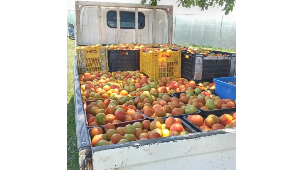 The Marime brother’s tomatoes ready for market delivery.